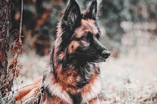 Checklist de Caninos de Seguridad